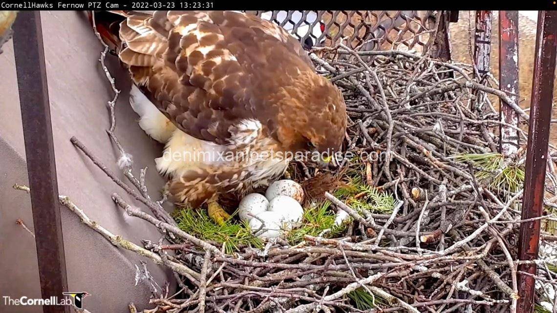 Fertile Hawk Eggs 6 Fertile Hawk Eggs - Image 6