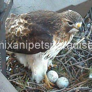 Fertile Hawk Eggs