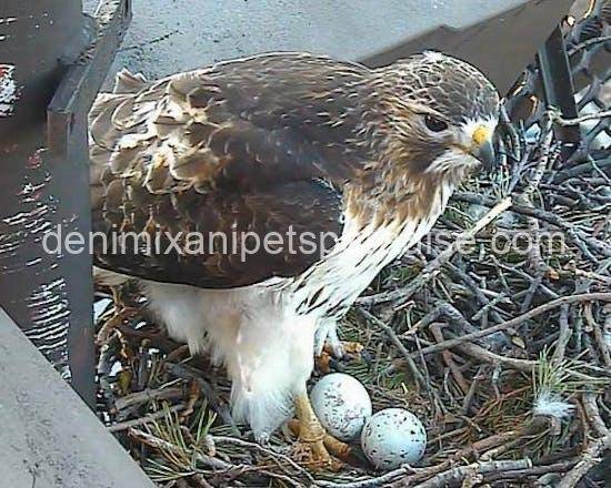 Fertile Hawk Eggs 1 Fertile Hawk Eggs