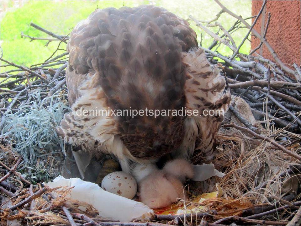 Fertile Hawk Eggs 5 Fertile Hawk Eggs - Image 5