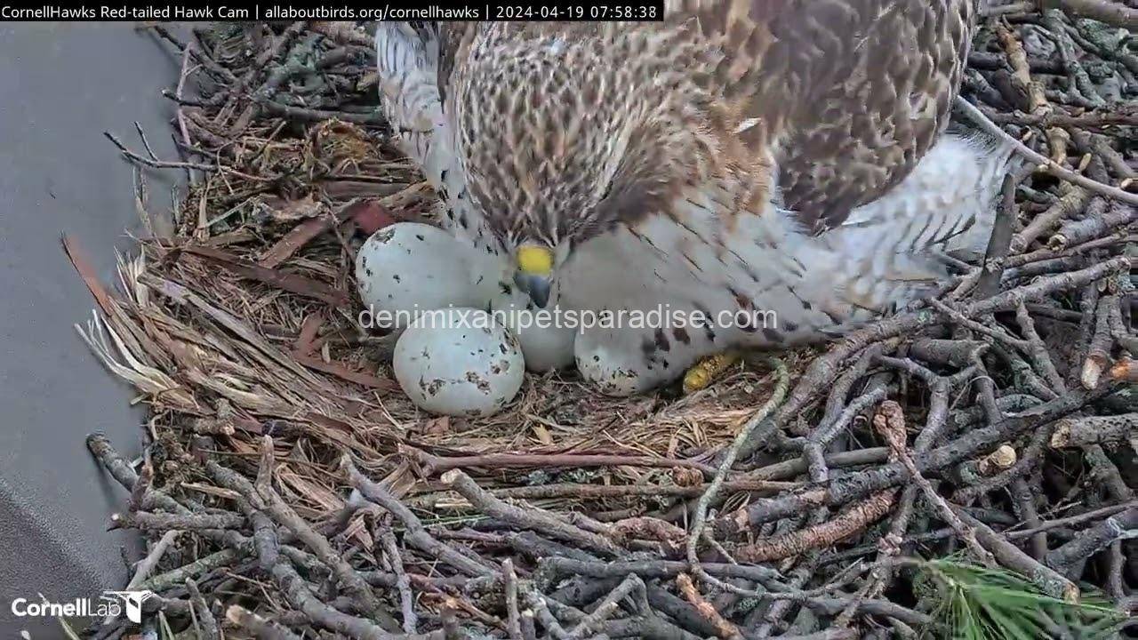 Fertile Hawk Eggs 4 Fertile Hawk Eggs - Image 4