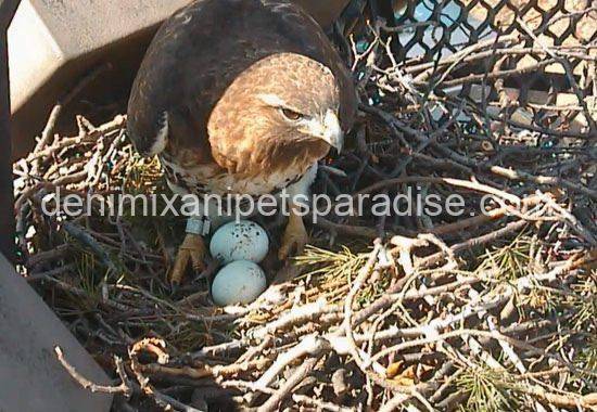 Fertile Hawk Eggs 7 Fertile Hawk Eggs - Image 7