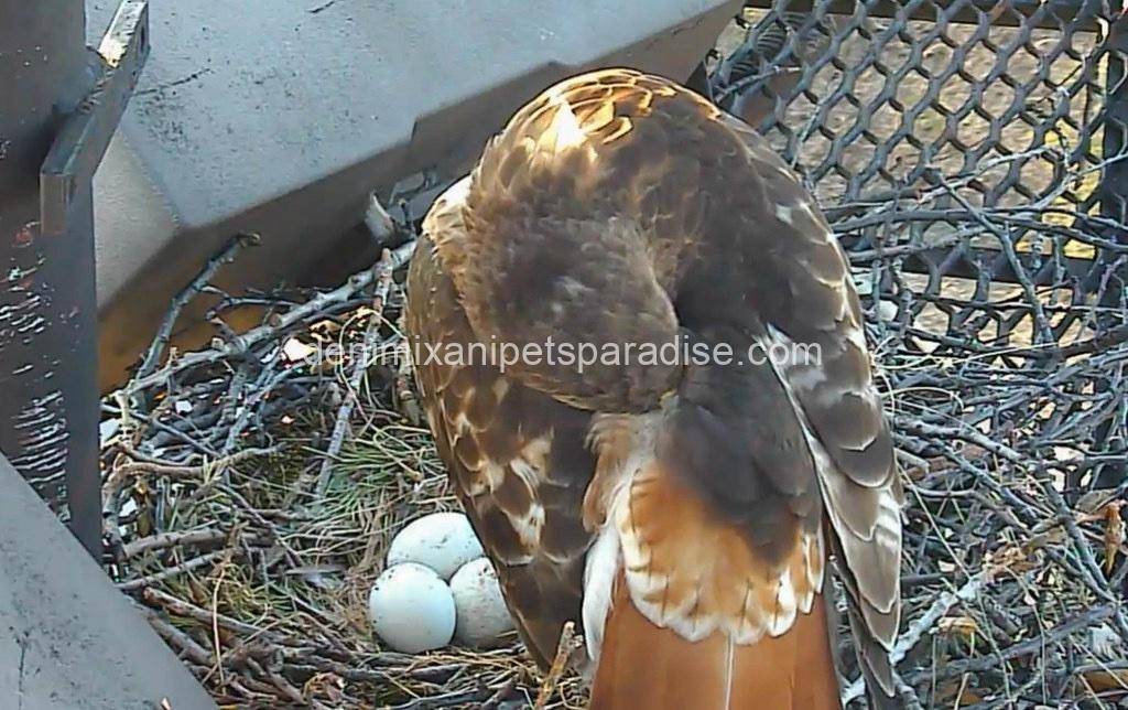 Fertile Hawk Eggs 8 Fertile Hawk Eggs - Image 8