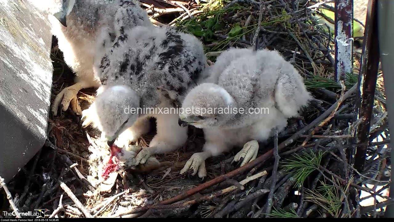 Fertile Hawk Eggs 9 Fertile Hawk Eggs - Image 9