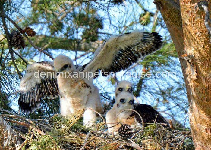Fertile Hawk Eggs 10 Fertile Hawk Eggs - Image 10