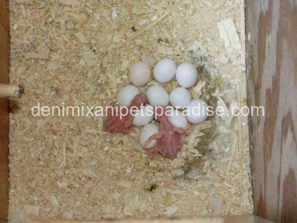 #1 Fertile Cockatoo Eggs - Image 4