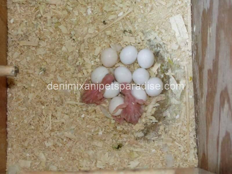 #1 Fertile Cockatoo Eggs 4 #1 Fertile Cockatoo Eggs - Image 4