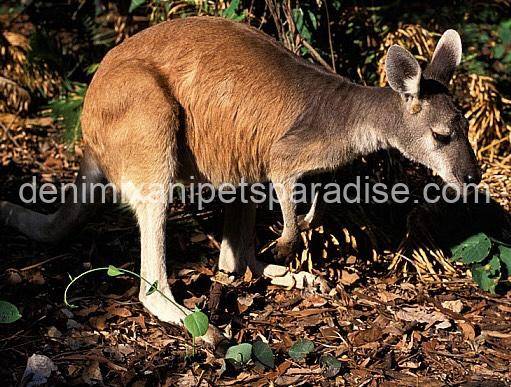 Antilopine kangaroo 1 Antilopine kangaroo