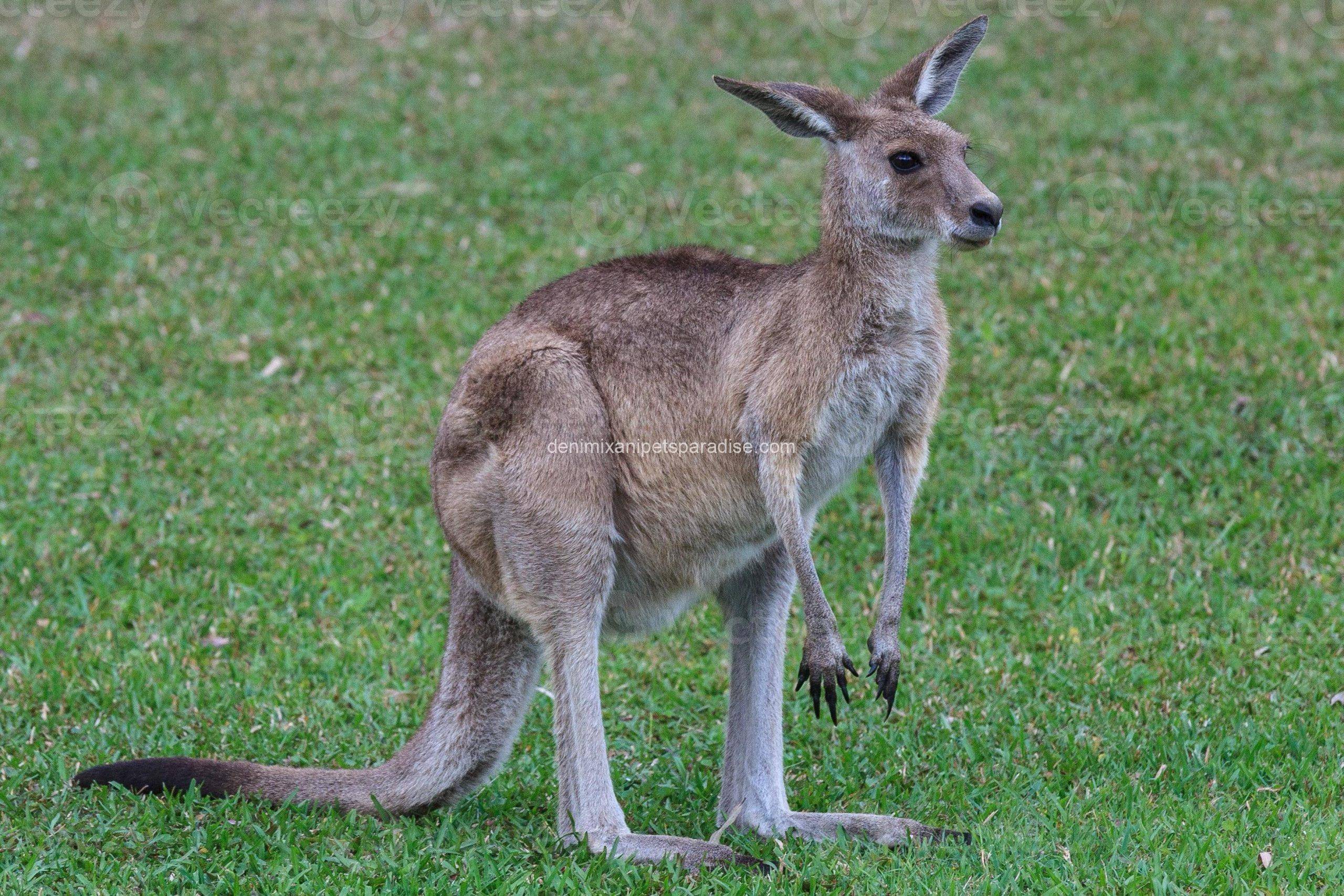 Eastern grey kangaroo 2 Eastern grey kangaroo - Image 2