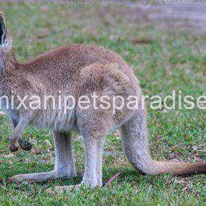 Eastern grey kangaroo