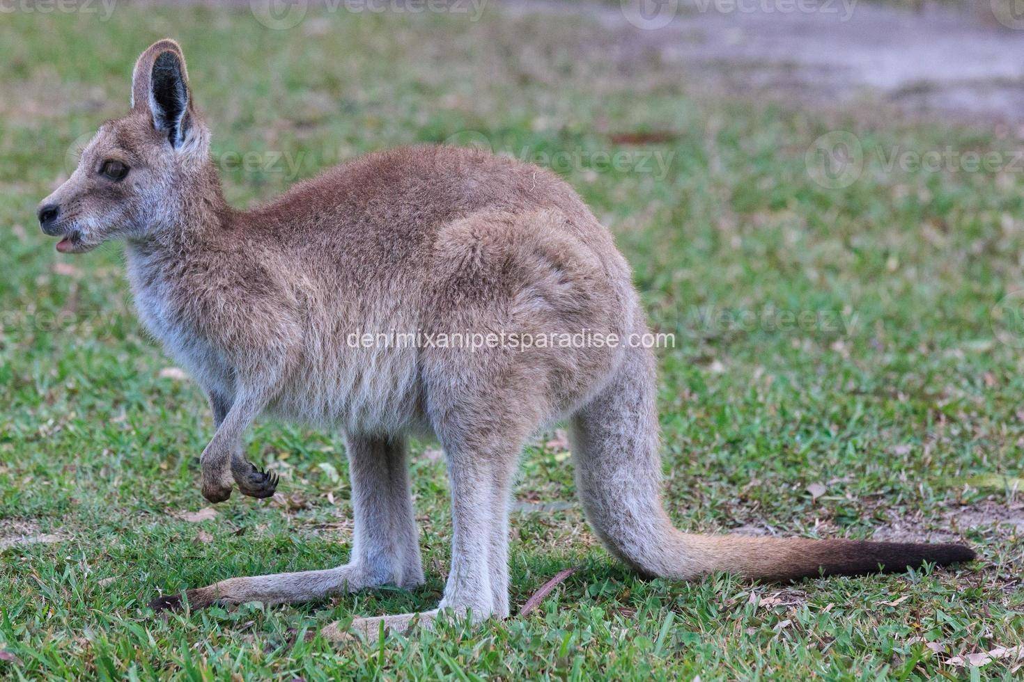 Eastern grey kangaroo 1 Eastern grey kangaroo