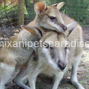 Agile Wallaby