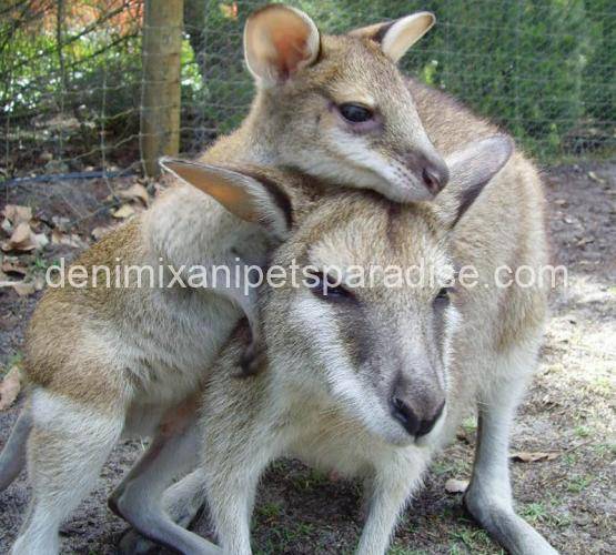 Agile Wallaby 1 Agile Wallaby