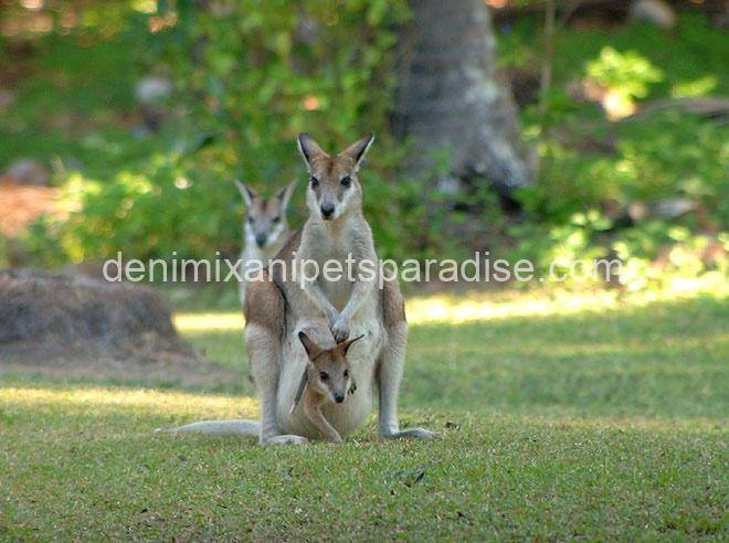 Agile Wallaby 2 Agile Wallaby - Image 2