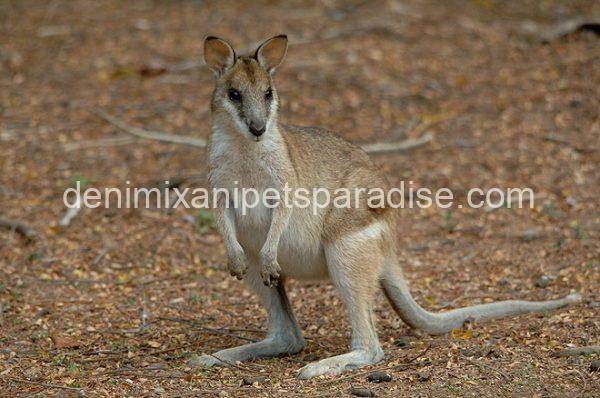 Agile Wallaby - Image 3