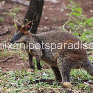 Swamp Wallaby