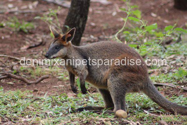 Swamp Wallaby