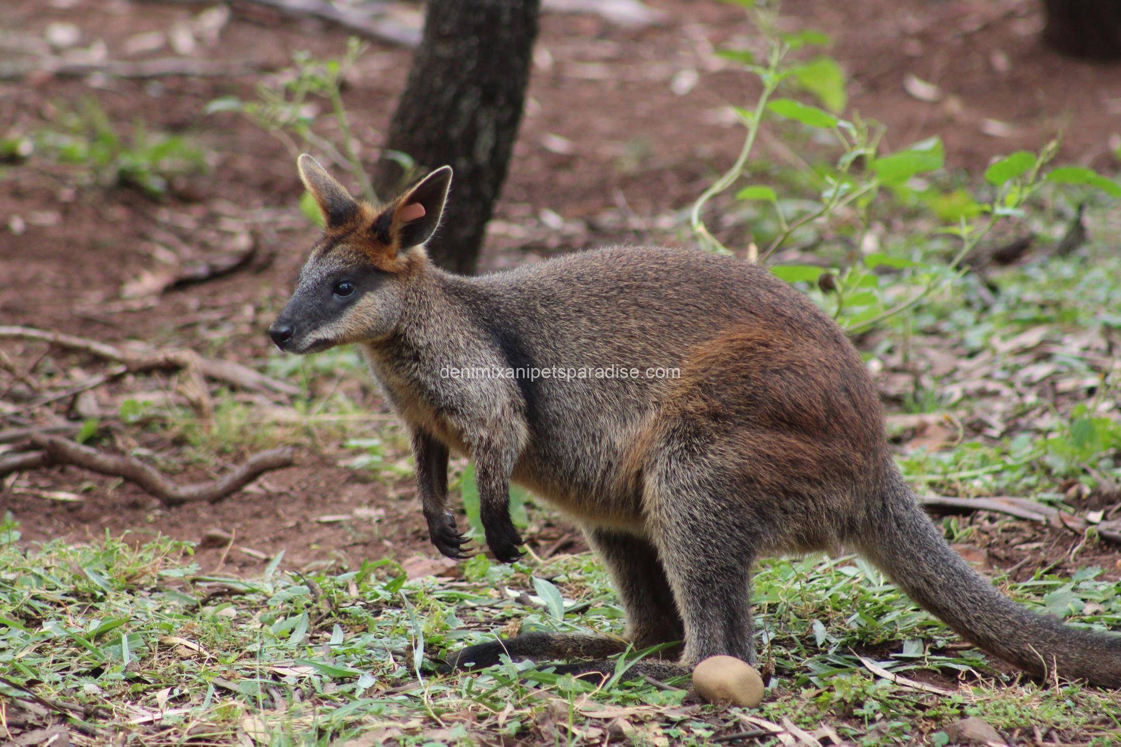 Swamp Wallaby 1 Swamp Wallaby