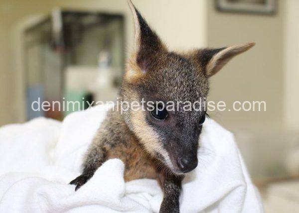 Swamp Wallaby - Image 3