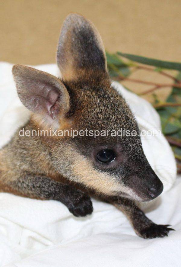 Swamp Wallaby - Image 2