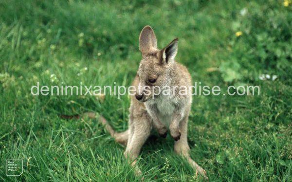 Western Grey Kangaroo - Image 3