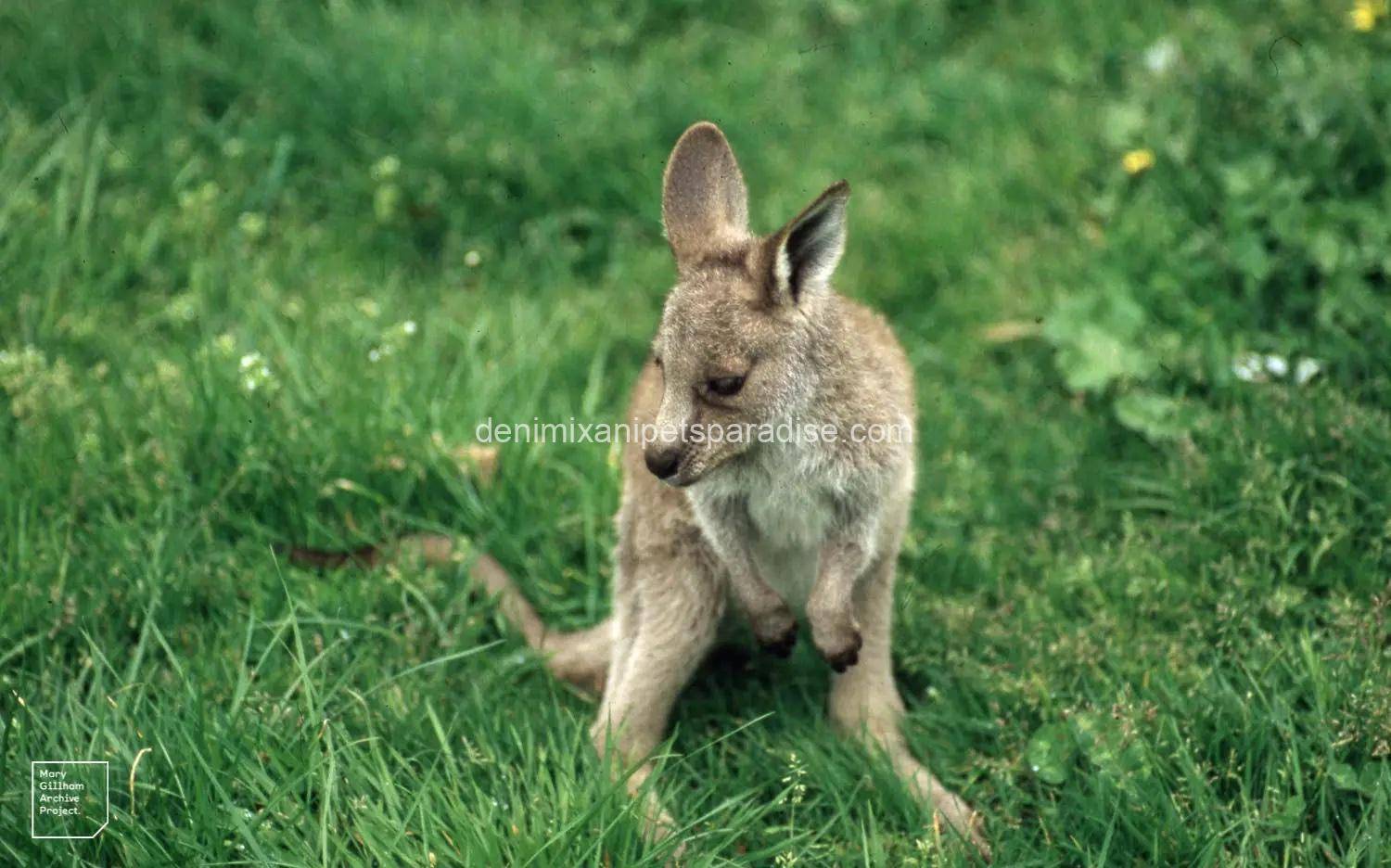 Western Grey Kangaroo 3 Western Grey Kangaroo - Image 3