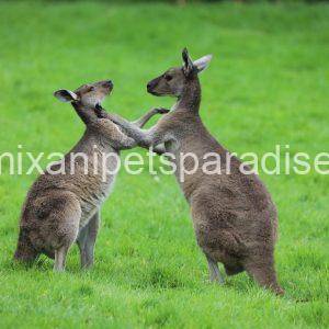 Western Grey Kangaroo