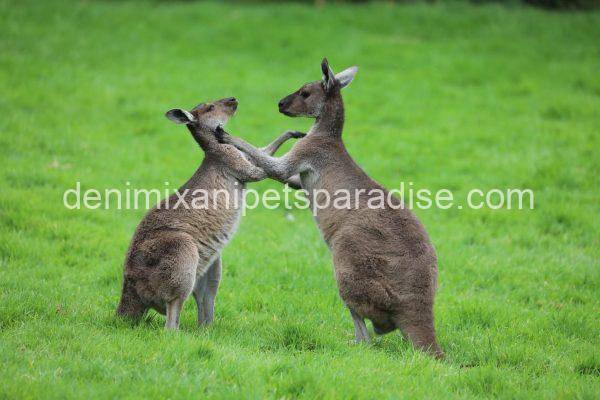 Western Grey Kangaroo