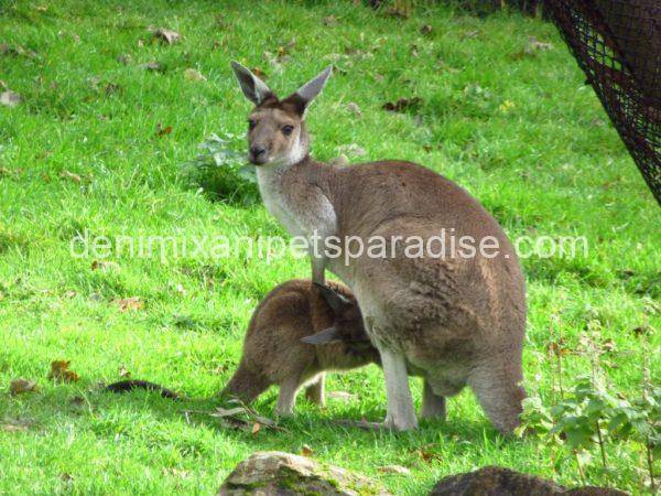 Western Grey Kangaroo - Image 4