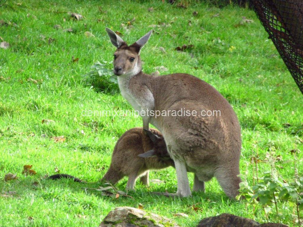 Western Grey Kangaroo 4 Western Grey Kangaroo - Image 4