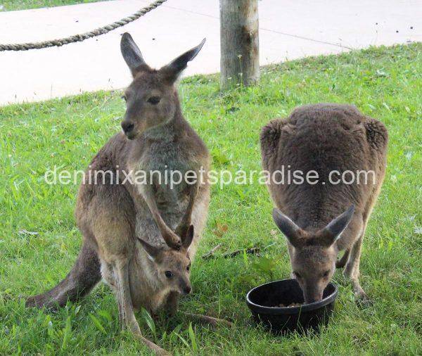 Western Grey Kangaroo - Image 2