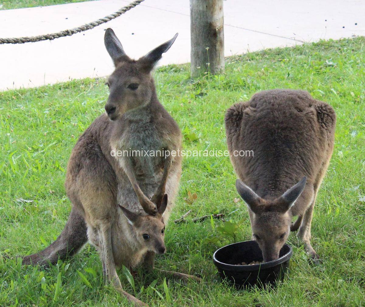 Western Grey Kangaroo 2 Western Grey Kangaroo - Image 2