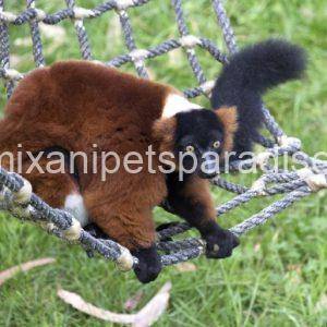 Red Ruffed Lemur