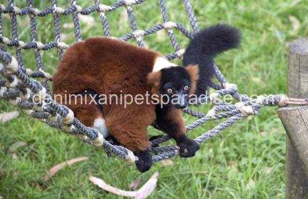 Red Ruffed Lemur 1 Red Ruffed Lemur