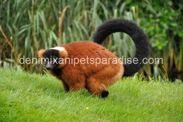 Red Ruffed Lemur - Image 2