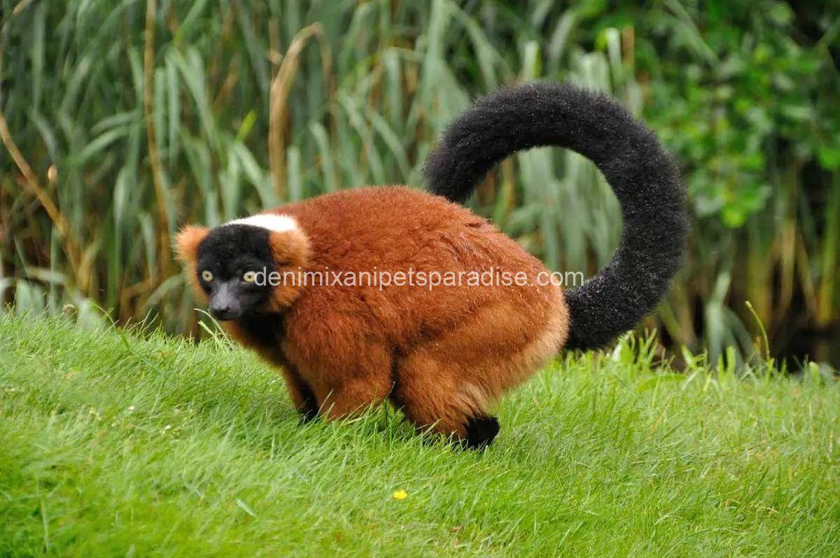 Red Ruffed Lemur 2 Red Ruffed Lemur - Image 2