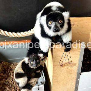 Black & White Ruffed Lemur