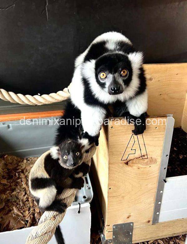 Black & White Ruffed Lemur