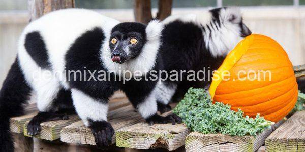 Black & White Ruffed Lemur - Image 2