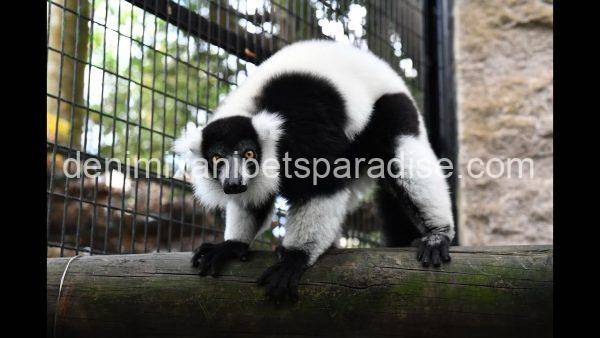 Black & White Ruffed Lemur - Image 3