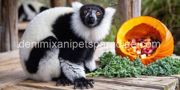 Black & White Ruffed Lemur - Image 4