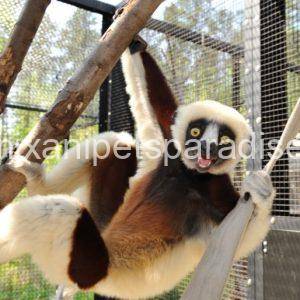 Sifaka Lemur