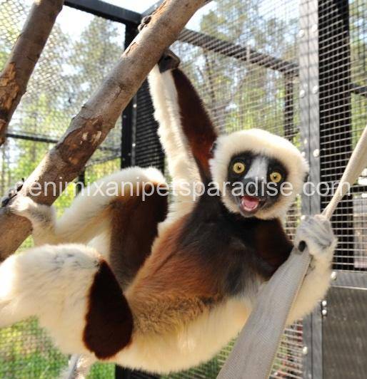 Sifaka Lemur 1 Sifaka Lemur