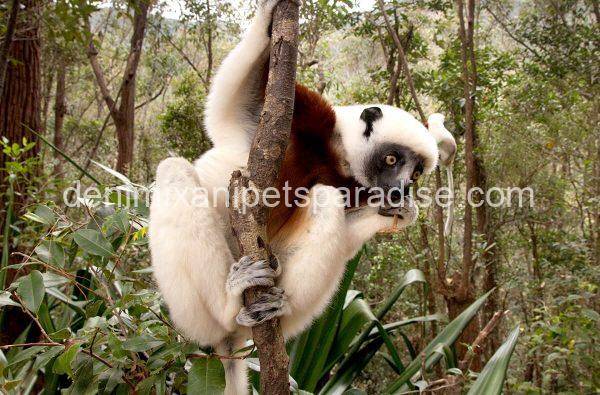 Sifaka Lemur - Image 2