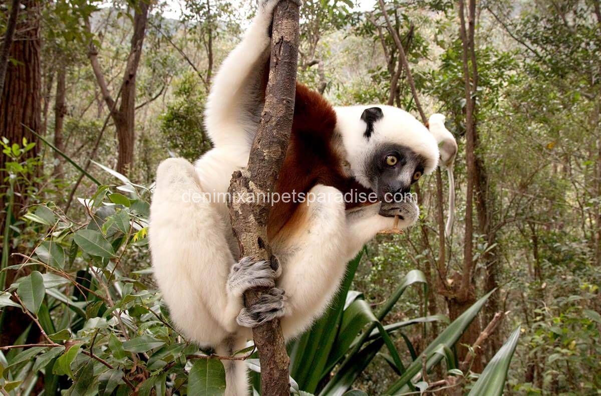 Sifaka Lemur 2 Sifaka Lemur - Image 2