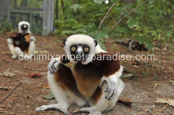 Sifaka Lemur - Image 3