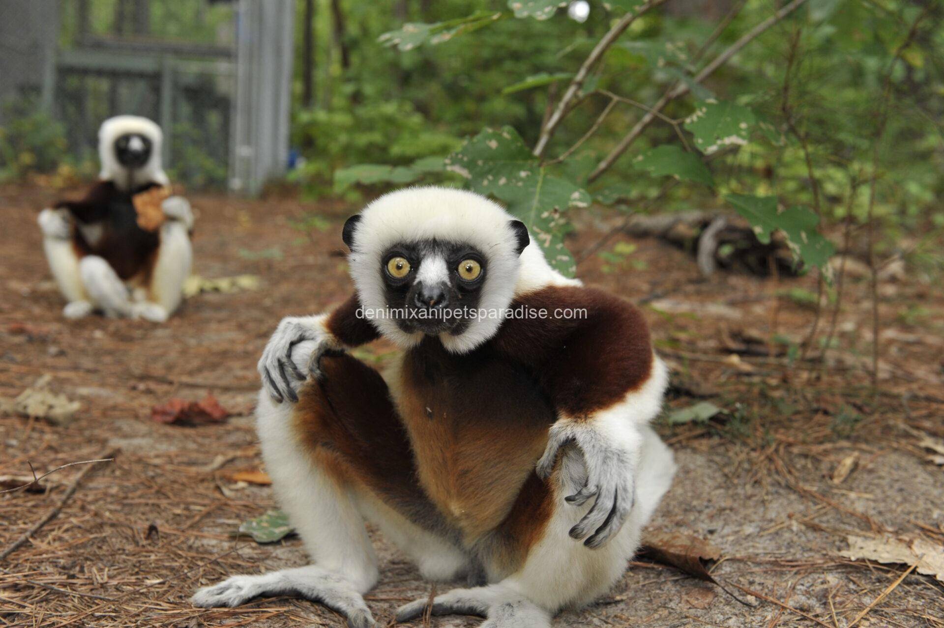 Sifaka Lemur 3 Sifaka Lemur - Image 3