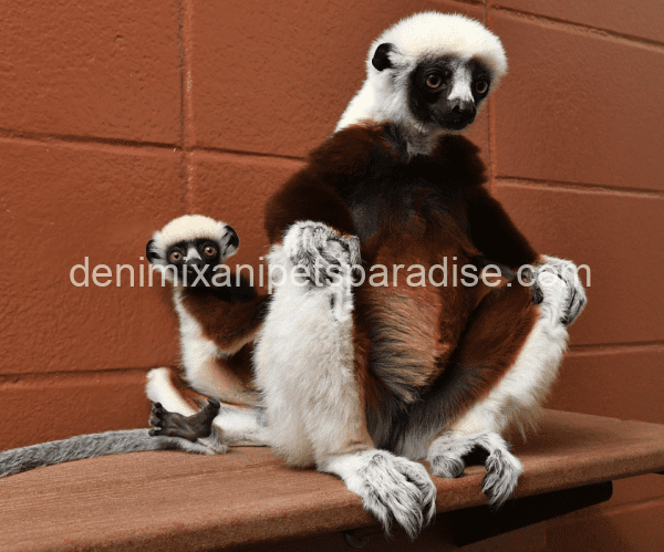 Sifaka Lemur - Image 4