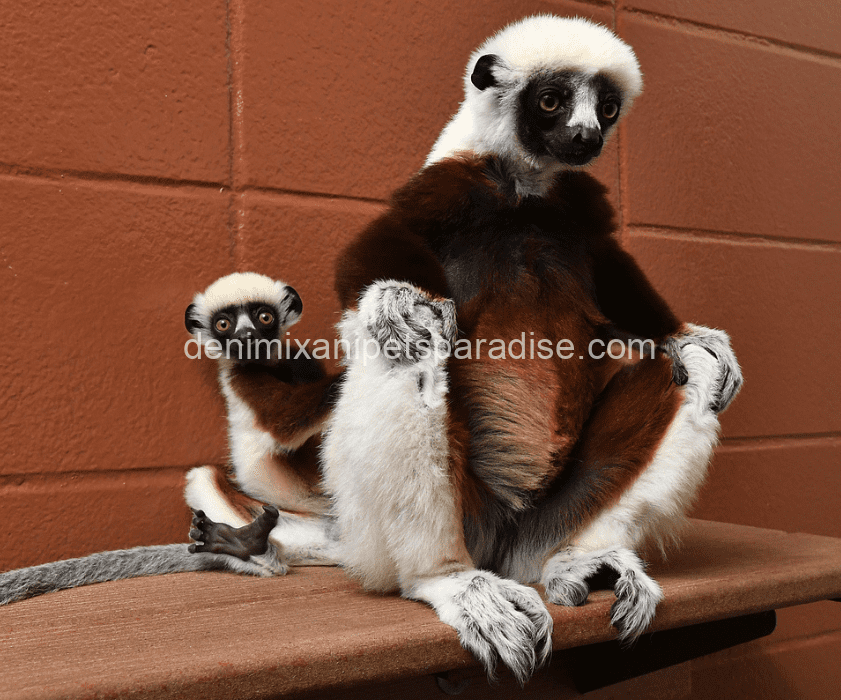 Sifaka Lemur 4 Sifaka Lemur - Image 4