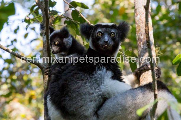 Indri lemur 3 Indri lemur - Image 3